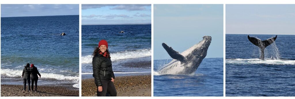 Onde ver as baleias de graça em Puorto madryn