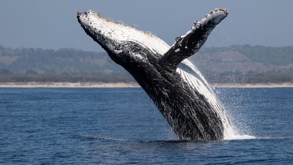 Onde ver as baleias de graça em Puorto madryn